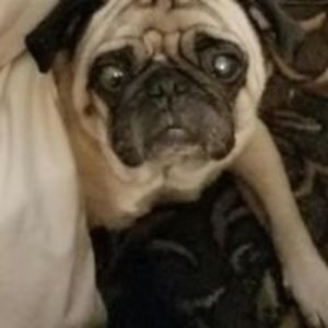 Meet your Posher, Penny